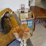 El Sol Pensión Cluj-Napoca