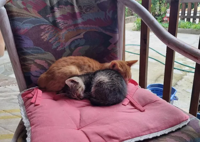 El Sol Pensjonat Kluż-Napoka